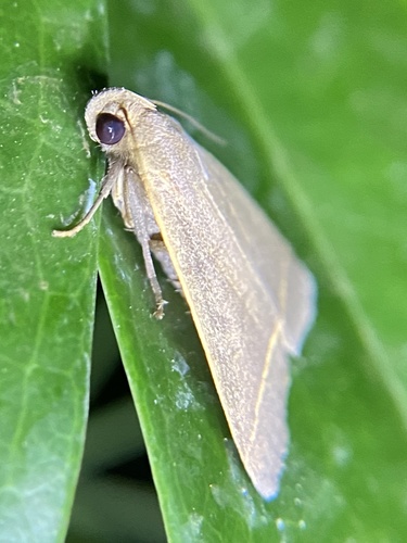 Tiki hut litter moth photo 2