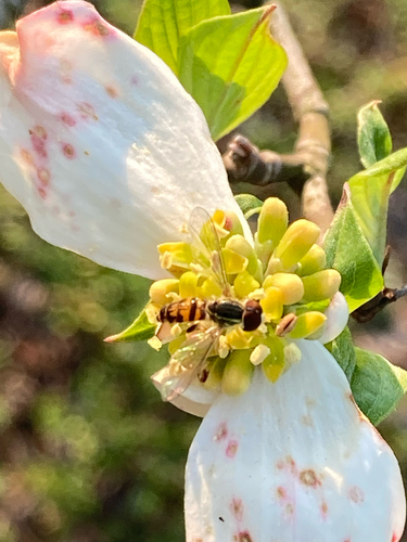 Unknown species found near Maryville, TN, US