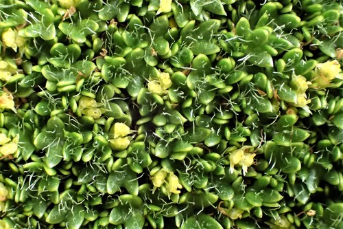 Macquarie cushions (Azorella macquariensis)