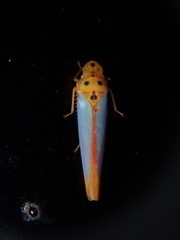 Graphocephala distanti image