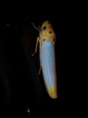 Graphocephala distanti