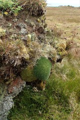 Azorella macquariensis