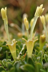Coprosma perpusilla subantarctica
