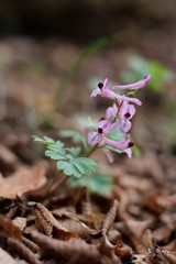Corydalis paczoskii
