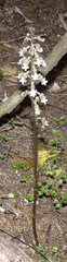 Gastrodia cooperae