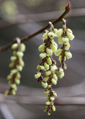 Stachyurus praecox