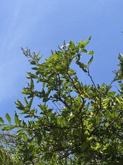 Lecythis minor, photograph (c) Nicolás Baresch Uribe, some rights reserved (CC BY)
