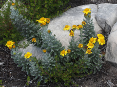 Senecio arniciflorus