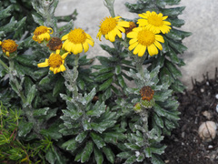 Senecio arniciflorus