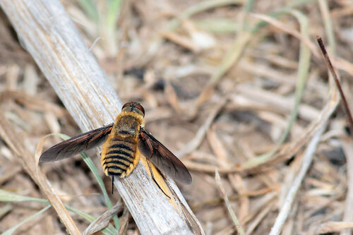 Unknown species found near Travis County, TX, USA
