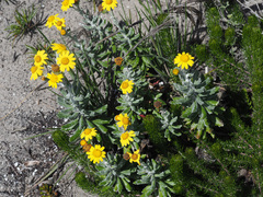 Senecio arniciflorus