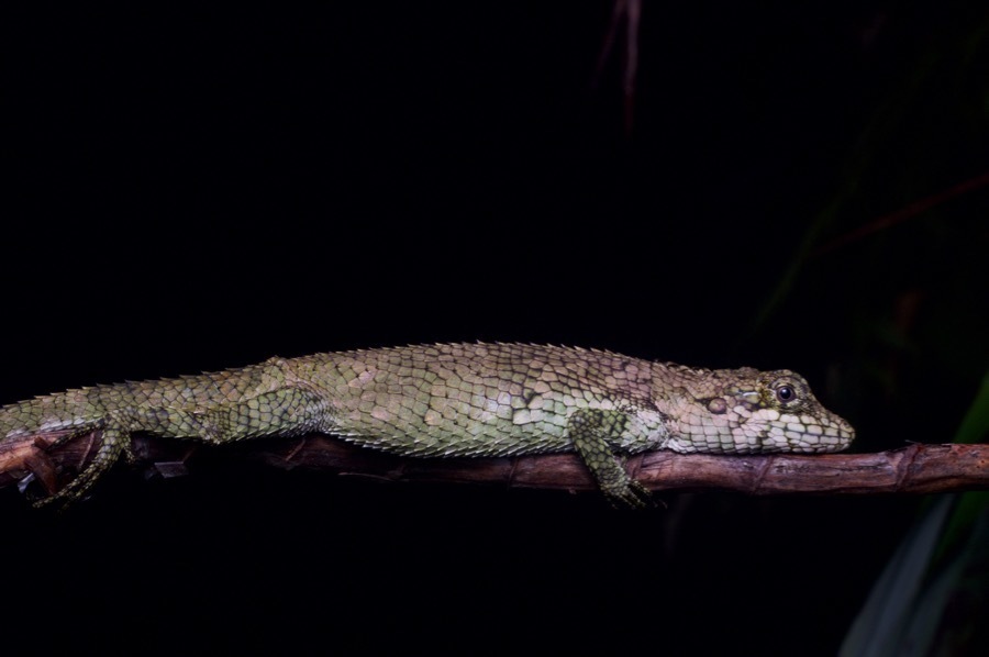 Viserion's False Garden Lizard