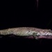 Pseudocalotes viserion - Photo (c) John Sullivan, algunos derechos reservados (CC BY-NC), subido por John Sullivan