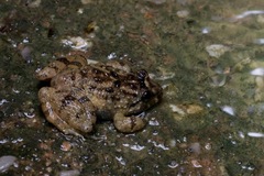 Limnonectes deinodon