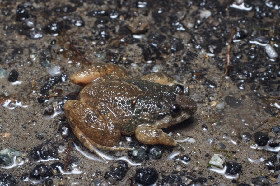 Flat-Headed Corrugated Frog