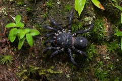 Liphistius malayanus