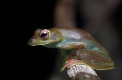 Zhangixalus prominanus