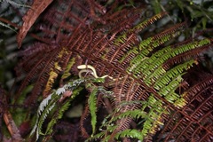 Dendrelaphis cyanochloris
