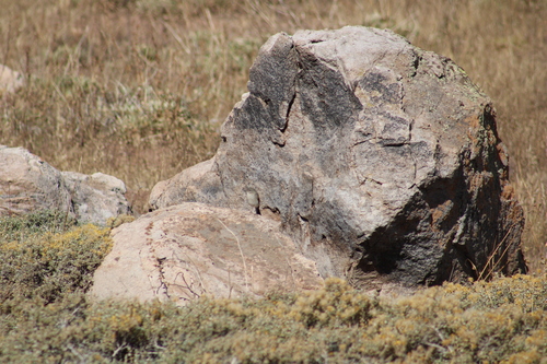 Spot-billed Ground Tyrant (Muscisaxicola maculirostris), photo 9