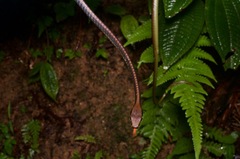 Dendrelaphis cyanochloris