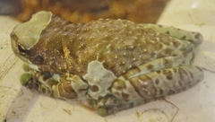 Trachycephalus resinifictrix