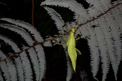 Heteropteryx dilatata