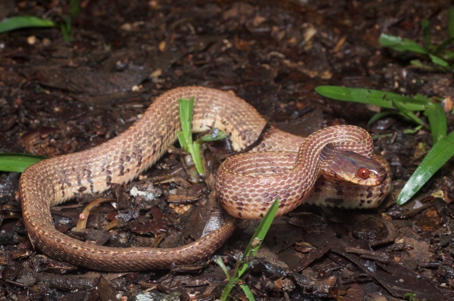 Asian Slug Snake
