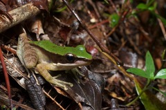 Odorrana hosii