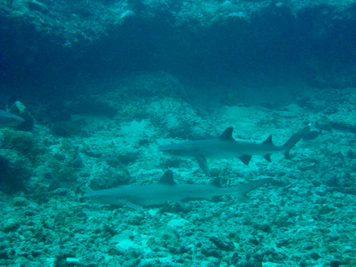 Whitetip reef shark