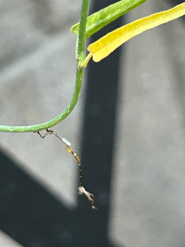 Unknown species found near S Amador, Mesa, AZ, US