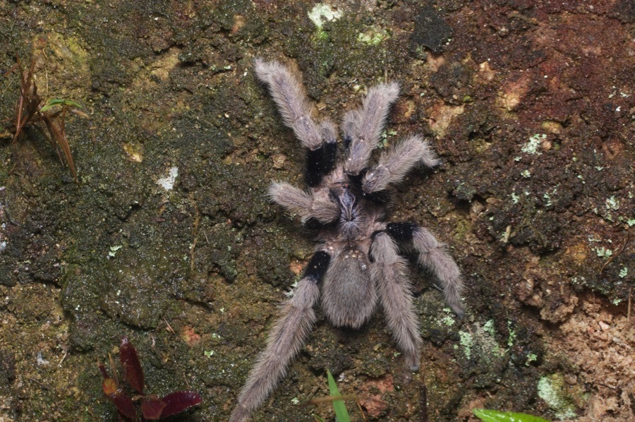 Coremiocnemis