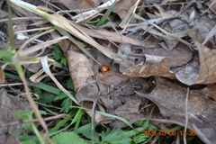 Coccinella septempunctata