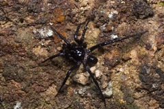 Liphistius malayanus