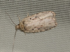 Agonopterix ocellana