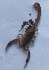 Pseudolychas ochraceus