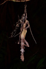 Heteropteryx dilatata