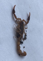 Pseudolychas ochraceus