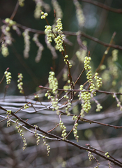 Stachyurus praecox