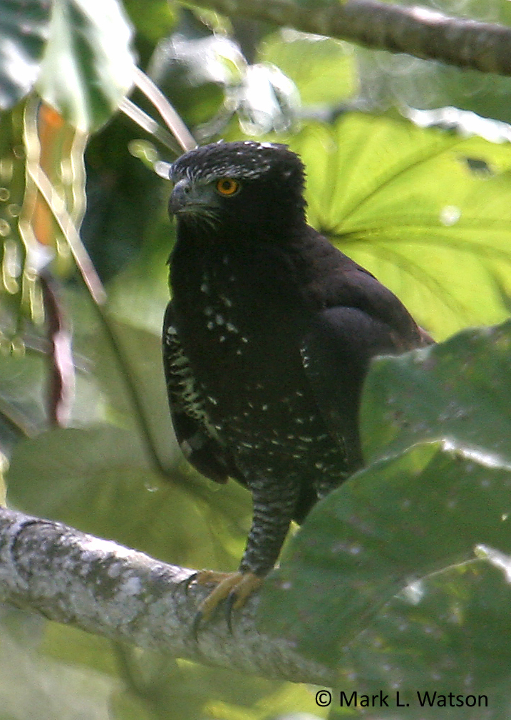 Black hawk-eagle - Wikipedia