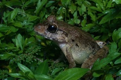 Limnonectes malesianus