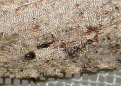 Agonopterix ocellana