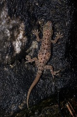 Gekko monarchus