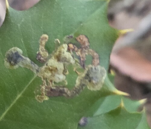 Unknown species found near Lake Shore, MD 21122, USA