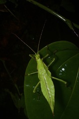 Heteropteryx dilatata