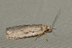 Agonopterix ocellana