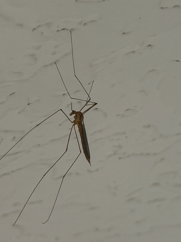 Unknown species found near 55th Rd N, West Palm Beach, FL, US