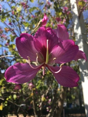 Bauhinia