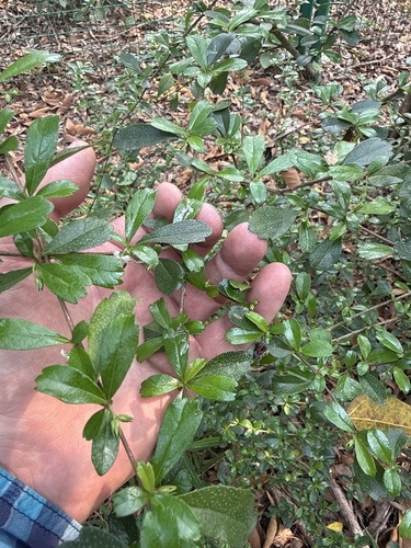 Scorpionbush (Ehretia microphylla)