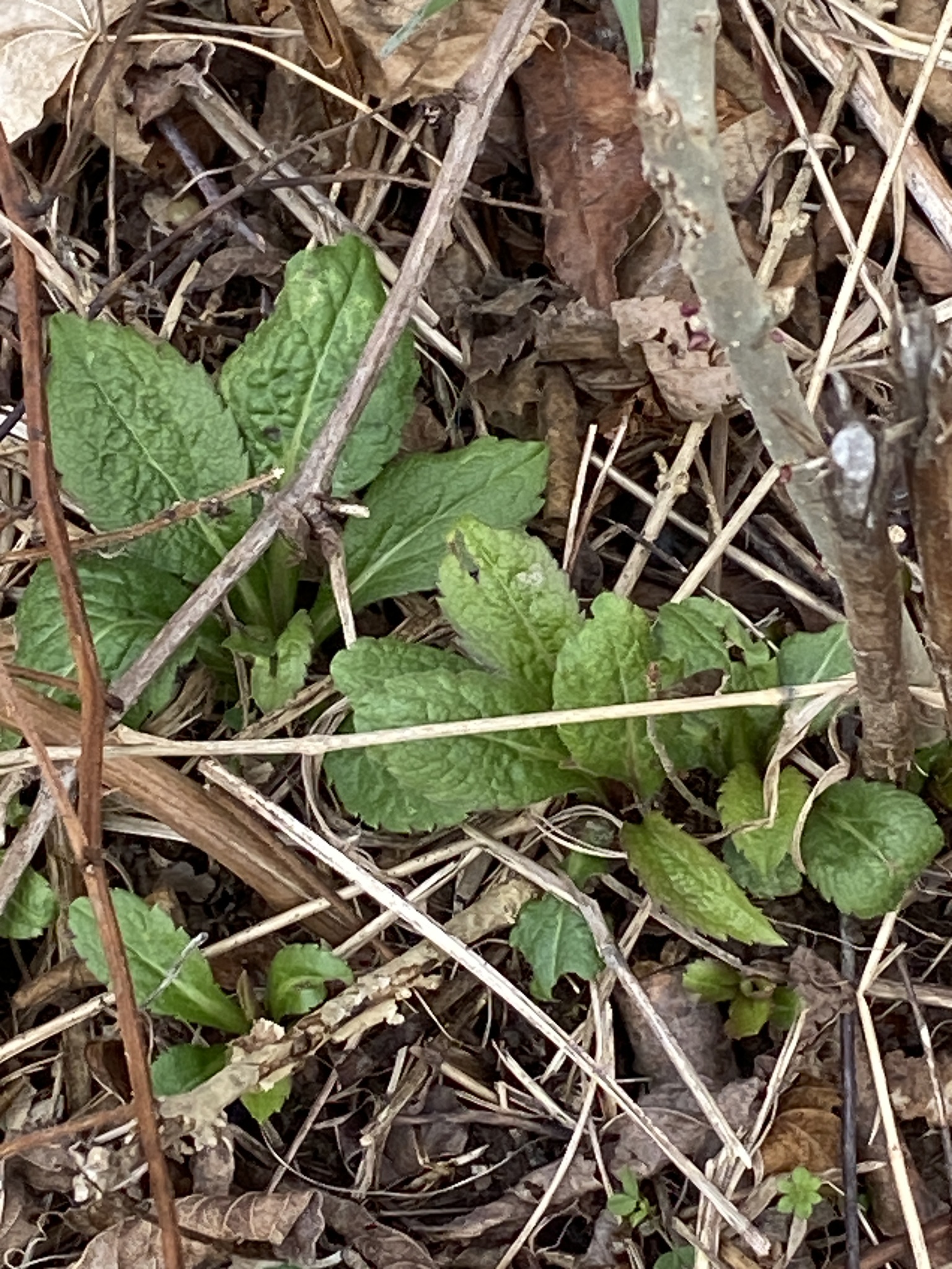 Wrinkleleaf Goldenrod (Solidago rugosa)