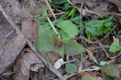 Lamium album